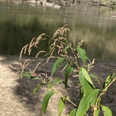 Persicaria decipiens at Paddys River, ACT - 8 Apr 2023