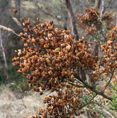 Bursaria spinosa subsp. lasiophylla (Australian Blackthorn) at Paddys River, ACT - 8 Apr 2023 by Tapirlord