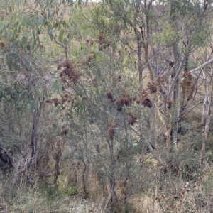 Bursaria spinosa subsp. lasiophylla at Paddys River, ACT - 8 Apr 2023