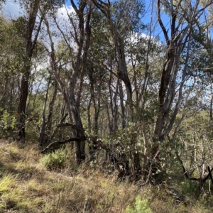 Eucalyptus dives at Paddys River, ACT - 8 Apr 2023 09:31 AM