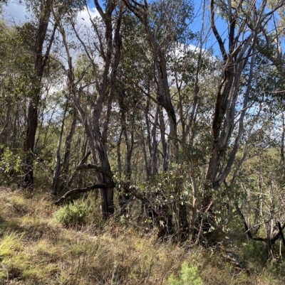 Eucalyptus dives (Broad-leaved Peppermint) at Paddys River, ACT - 7 Apr 2023 by Tapirlord