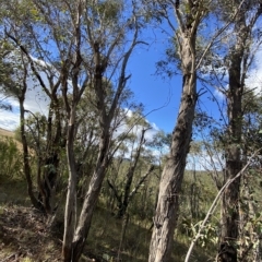 Eucalyptus dives at Paddys River, ACT - 8 Apr 2023 09:31 AM