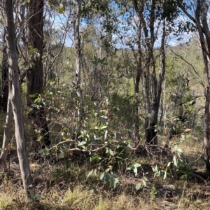 Eucalyptus dives at Paddys River, ACT - 8 Apr 2023 09:31 AM