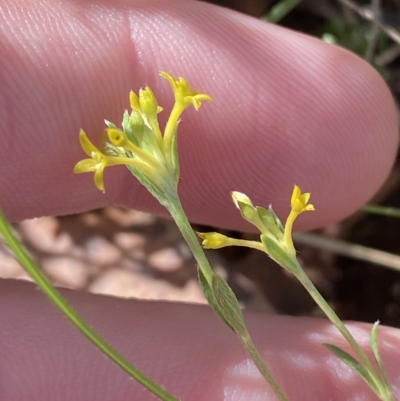 Pimelea curviflora var. sericea (Curved Riceflower) at Bullen Range - 7 Apr 2023 by Tapirlord