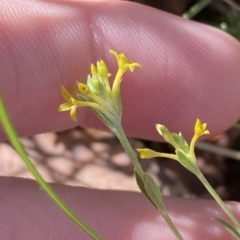 Pimelea curviflora var. sericea at Paddys River, ACT - 8 Apr 2023 09:29 AM