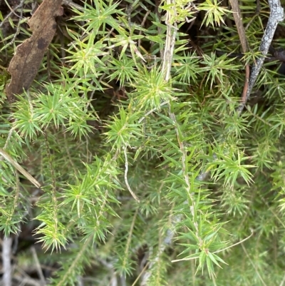 Acrotriche serrulata (Ground-berry) at Bullen Range - 7 Apr 2023 by Tapirlord