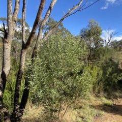 Acacia rubida (Red-stemmed Wattle, Red-leaved Wattle) at Paddys River, ACT - 7 Apr 2023 by Tapirlord
