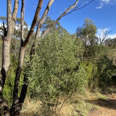 Acacia rubida (Red-stemmed Wattle, Red-leaved Wattle) at Paddys River, ACT - 7 Apr 2023 by Tapirlord