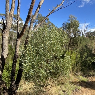 Acacia rubida (Red-stemmed Wattle, Red-leaved Wattle) at Paddys River, ACT - 8 Apr 2023 by Tapirlord