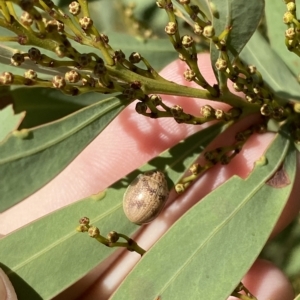 Paropsisterna laesa at Paddys River, ACT - 8 Apr 2023