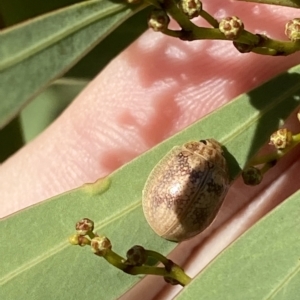 Paropsisterna laesa species complex at Paddys River, ACT - 8 Apr 2023