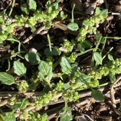 Dysphania pumilio (Small Crumbweed) at Kambah Pool - 7 Apr 2023 by Tapirlord