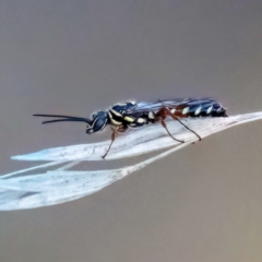 Aeolothynnus sp. (genus) (A flower wasp) at Higgins, ACT - 23 Apr 2023 by Untidy