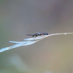 Aeolothynnus sp. (genus) at Higgins, ACT - 23 Apr 2023