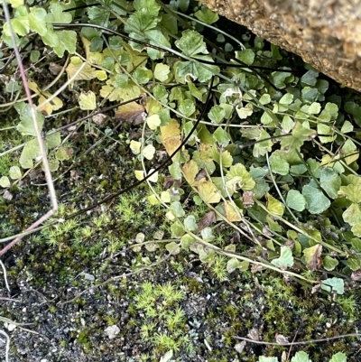 Asplenium flabellifolium (Necklace Fern) at Tennent, ACT - 23 Apr 2023 by JaneR