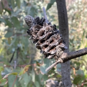 Banksia marginata at Tennent, ACT - 23 Apr 2023 02:35 PM