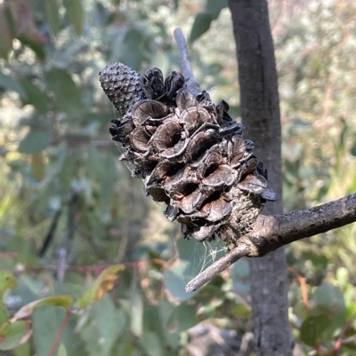 Banksia marginata (Silver Banksia) at Namadgi National Park - 23 Apr 2023 by JaneR