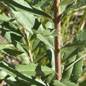 Banksia marginata at Tennent, ACT - 23 Apr 2023 02:35 PM