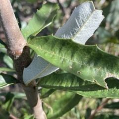 Banksia marginata at Tennent, ACT - 23 Apr 2023 02:35 PM