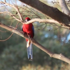 Platycercus elegans at Molonglo Valley, ACT - 23 Apr 2023