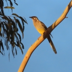 Anthochaera carunculata (Red Wattlebird) at Molonglo Valley, ACT - 23 Apr 2023 by RodDeb