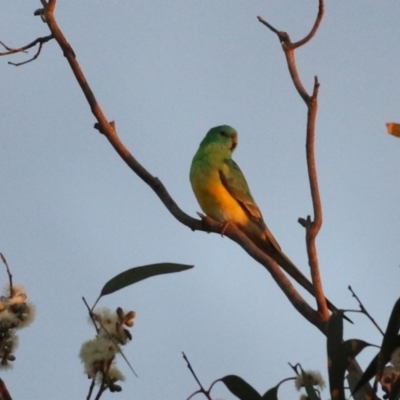 Psephotus haematonotus (Red-rumped Parrot) at Molonglo Valley, ACT - 23 Apr 2023 by RodDeb
