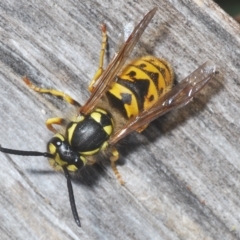 Vespula germanica (German Yellowjacket Wasp (also known as European Wasp)) at Kambah, ACT - 22 Apr 2023 by Harrisi