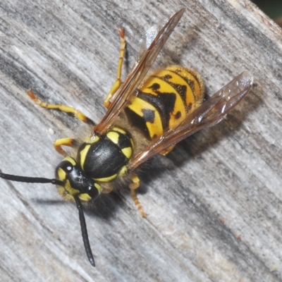 Vespula germanica (German Yellowjacket Wasp (also known as European Wasp)) at Kambah, ACT - 22 Apr 2023 by Harrisi