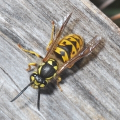 Vespula germanica at Kambah, ACT - 22 Apr 2023 05:23 PM