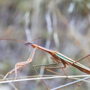 Tenodera australasiae at Higgins, ACT - 23 Apr 2023