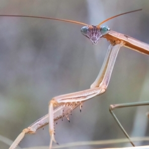 Tenodera australasiae at Higgins, ACT - 23 Apr 2023