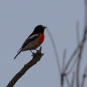 Petroica boodang at Molonglo Valley, ACT - 23 Apr 2023 05:22 PM