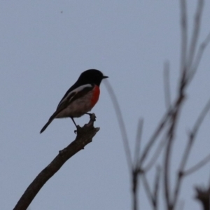 Petroica boodang at Molonglo Valley, ACT - 23 Apr 2023 05:22 PM