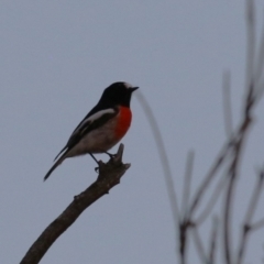 Petroica boodang at Molonglo Valley, ACT - 23 Apr 2023