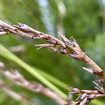 Baumea gunnii (Slender Twig-rush) at Tennent, ACT - 23 Apr 2023 by JaneR