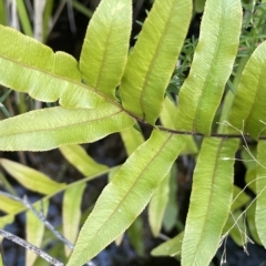 Blechnum minus (Soft Water Fern) at Namadgi National Park - 23 Apr 2023 by JaneR