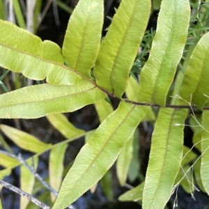 Blechnum minus at Tennent, ACT - 23 Apr 2023