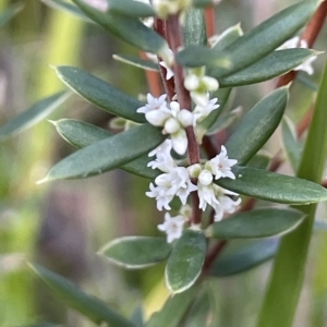 Monotoca scoparia at Tennent, ACT - 23 Apr 2023