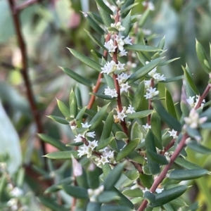 Monotoca scoparia at Tennent, ACT - 23 Apr 2023