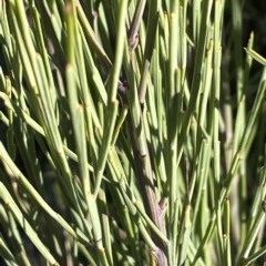 Omphacomeria acerba (Leafless Sour-bush) at Namadgi National Park - 23 Apr 2023 by JaneR