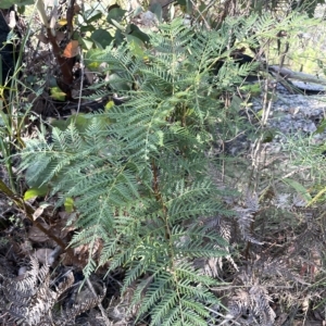 Pteridium esculentum at Tennent, ACT - 23 Apr 2023