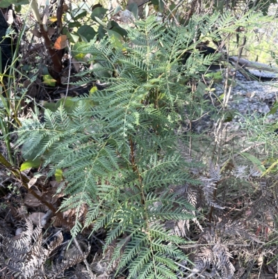 Pteridium esculentum (Bracken) at Namadgi National Park - 23 Apr 2023 by JaneR