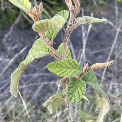 Pomaderris aspera (Hazel Pomaderris) at Tennent, ACT - 23 Apr 2023 by JaneR