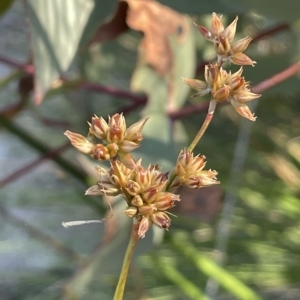 Juncus vaginatus at Tennent, ACT - 23 Apr 2023