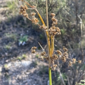 Juncus vaginatus at Tennent, ACT - 23 Apr 2023