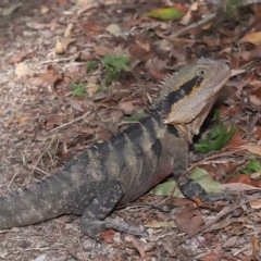 Intellagama lesueurii lesueurii at Capalaba, QLD - 23 Apr 2023 01:01 PM