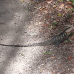 Intellagama lesueurii lesueurii at Capalaba, QLD - 23 Apr 2023 01:01 PM