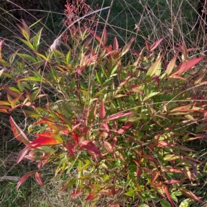 Nandina domestica at Hackett, ACT - 23 Apr 2023