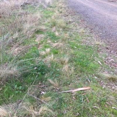 Nassella trichotoma (Serrated Tussock) at Hackett, ACT - 23 Apr 2023 by waltraud