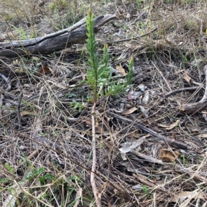 Styphelia triflora at Watson, ACT - 21 Apr 2023